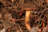 Lactarius atrobadius image