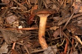 Lactarius atrobadius image
