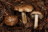 Hebeloma sacchariolens image