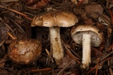 Hebeloma sacchariolens image
