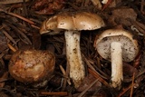 Hebeloma sacchariolens image