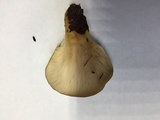 Sarcomyxa serotina image