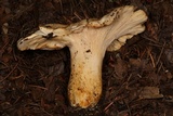 Cantharellus formosus image