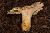 Cantharellus formosus image