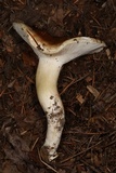 Hygrophorus bakerensis image