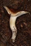 Hygrophorus bakerensis image