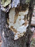 Perenniporia medulla-panis image