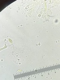 Gymnopus subnudus image