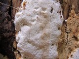 Perenniporia medulla-panis image