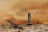 Glyphium elatum image