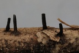 Glyphium elatum image