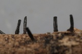 Glyphium elatum image