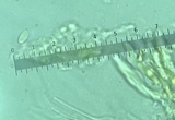 Gymnopus subnudus image
