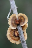 Trametes ochracea image