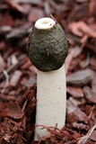 Phallus ravenelii image
