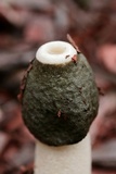 Phallus ravenelii image