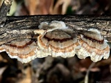 Trametes ochracea image