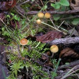 Galerina clavata image