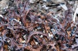 Cetraria ericetorum image