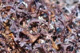 Cetraria ericetorum image