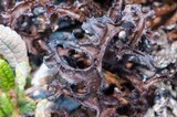 Cetraria ericetorum image