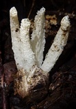 Blumenavia rhacodes image