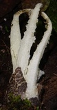 Blumenavia rhacodes image