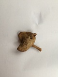 Inocybe fibrosa image