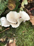 Pleurocybella porrigens image