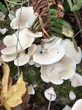 Pleurocybella porrigens image