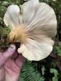 Sarcomyxa serotina image