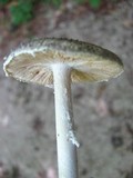 Amanita onusta image