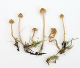 Galerina clavata image