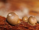 Lycogala epidendrum image