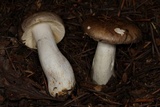 Russula viridofusca image