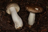 Russula viridofusca image