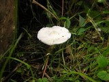 Leucocoprinus cepistipes image