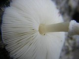Leucocoprinus cepistipes image