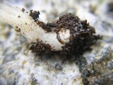 Leucocoprinus cepistipes image