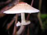 Lepiota cristata image