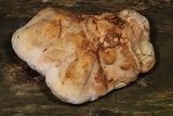 Fomitopsis officinalis image
