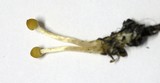 Galerina clavata image
