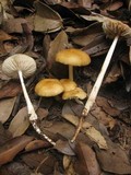 Xerula radicata image