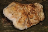 Fomitopsis officinalis image