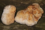 Fomitopsis officinalis image