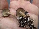 Agrocybe firma image