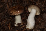 Russula viridofusca image