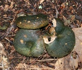 Lactarius atroviridis image