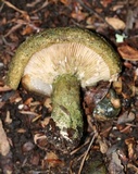 Lactarius atroviridis image