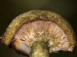 Lactarius atroviridis image